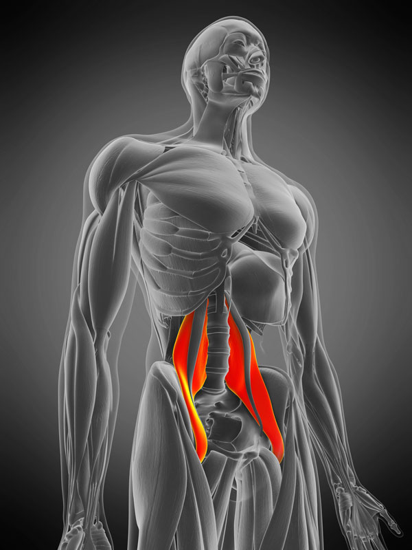 Hueftbeuger Anatomie PSO Rite